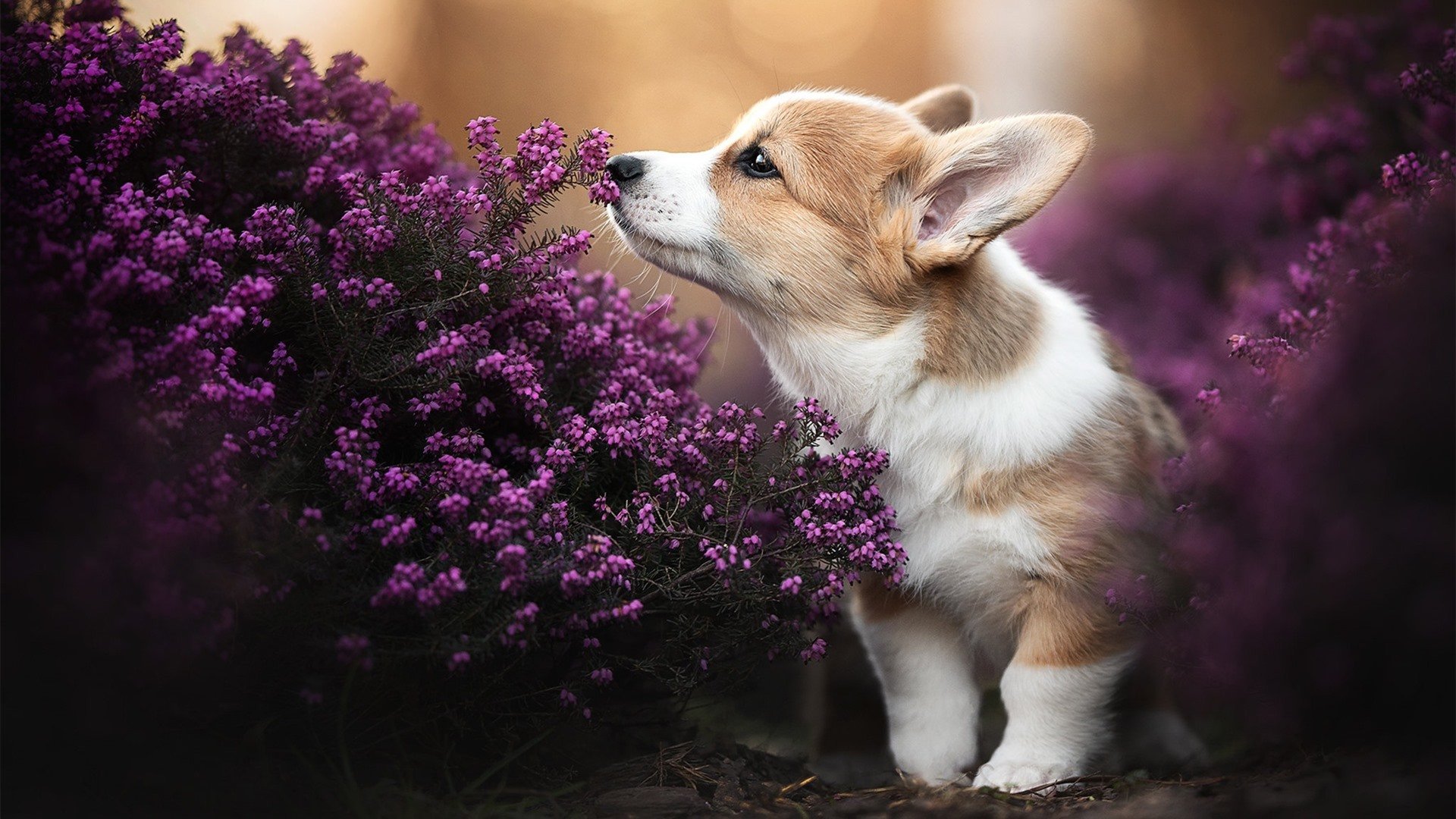 绿茵奇迹，奥利维耶独臂擎天，摩洛哥惊天逆转多特蒙德