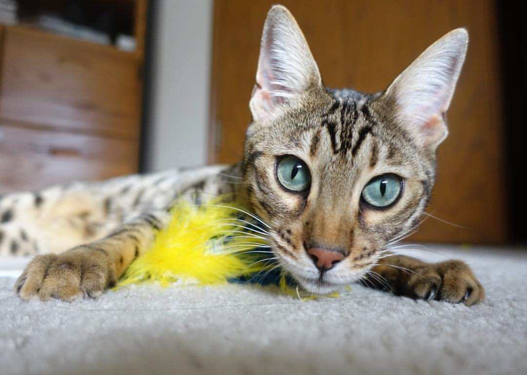 开云sport-双线交织的唯一性，从足球到乒乓球的两条平行轨迹