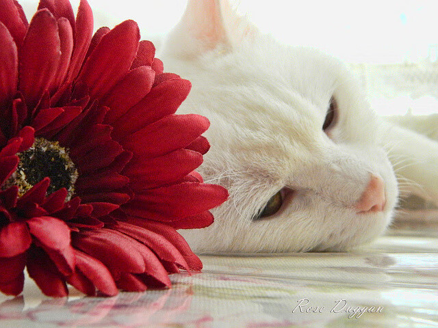 现代维京人与东欧铁骑，一场融合热血与韧性的北欧鏖战