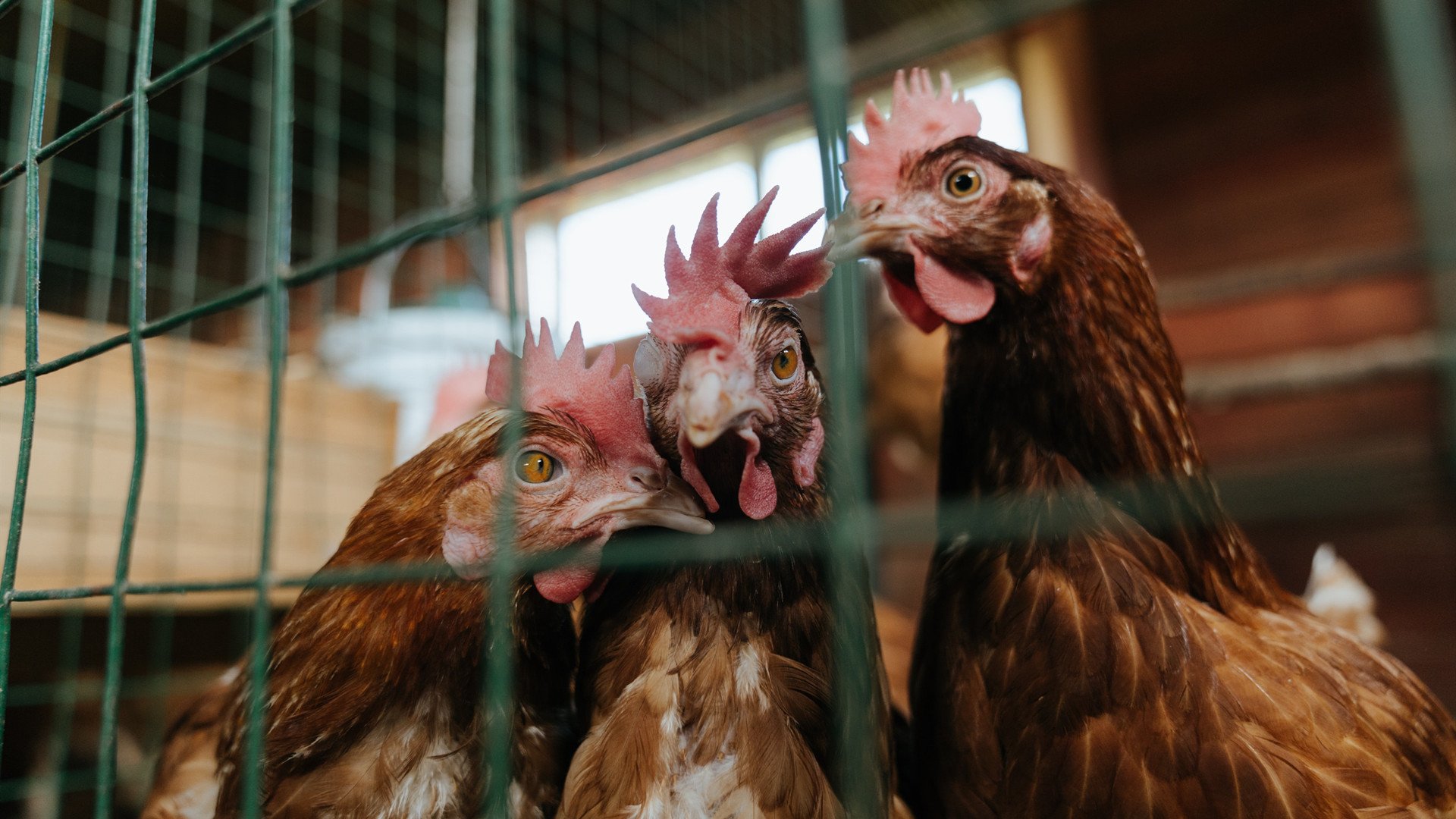 平行宇宙的绿茵剧本，当皇马化身西班牙，穆勒导演瑞士狙击战