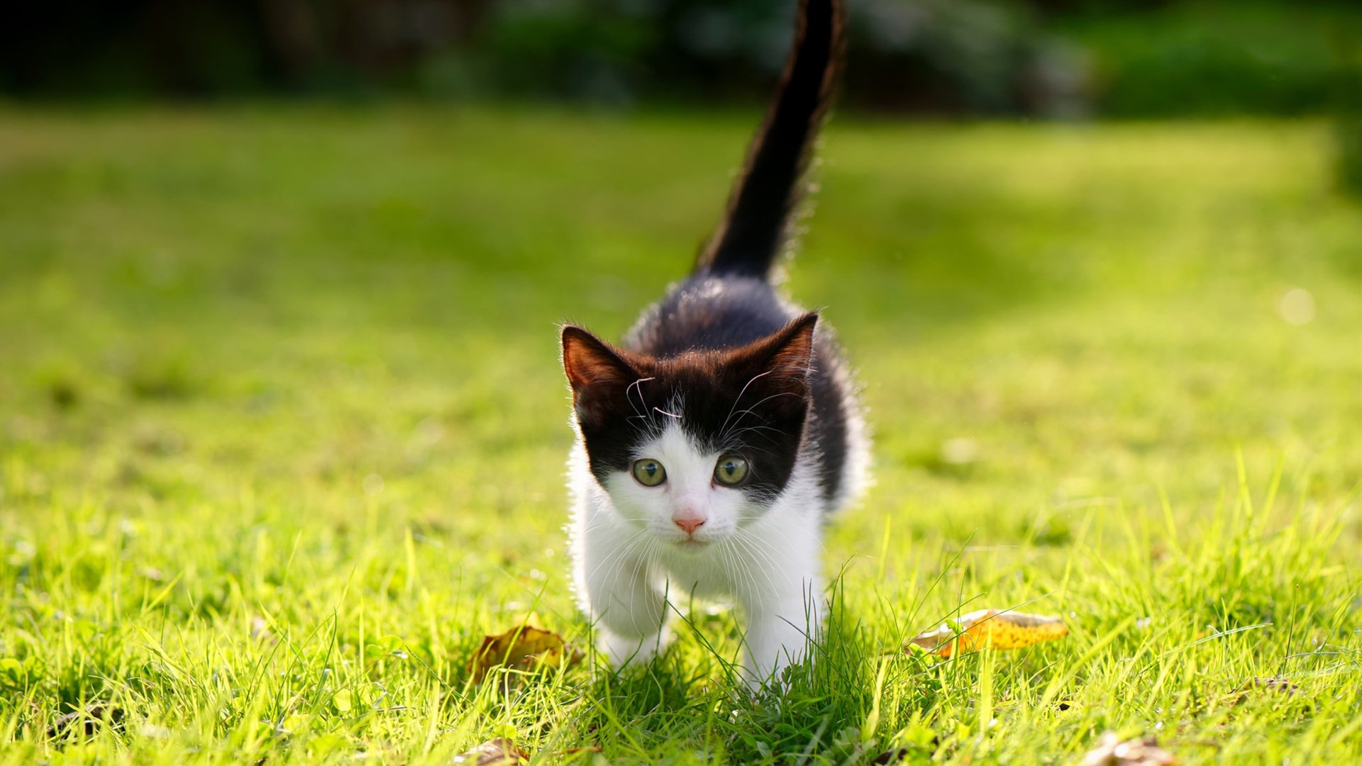 当武士刀遇见暮年神锋，东京雨夜阿圭罗用灵魂点燃一亿人梦想