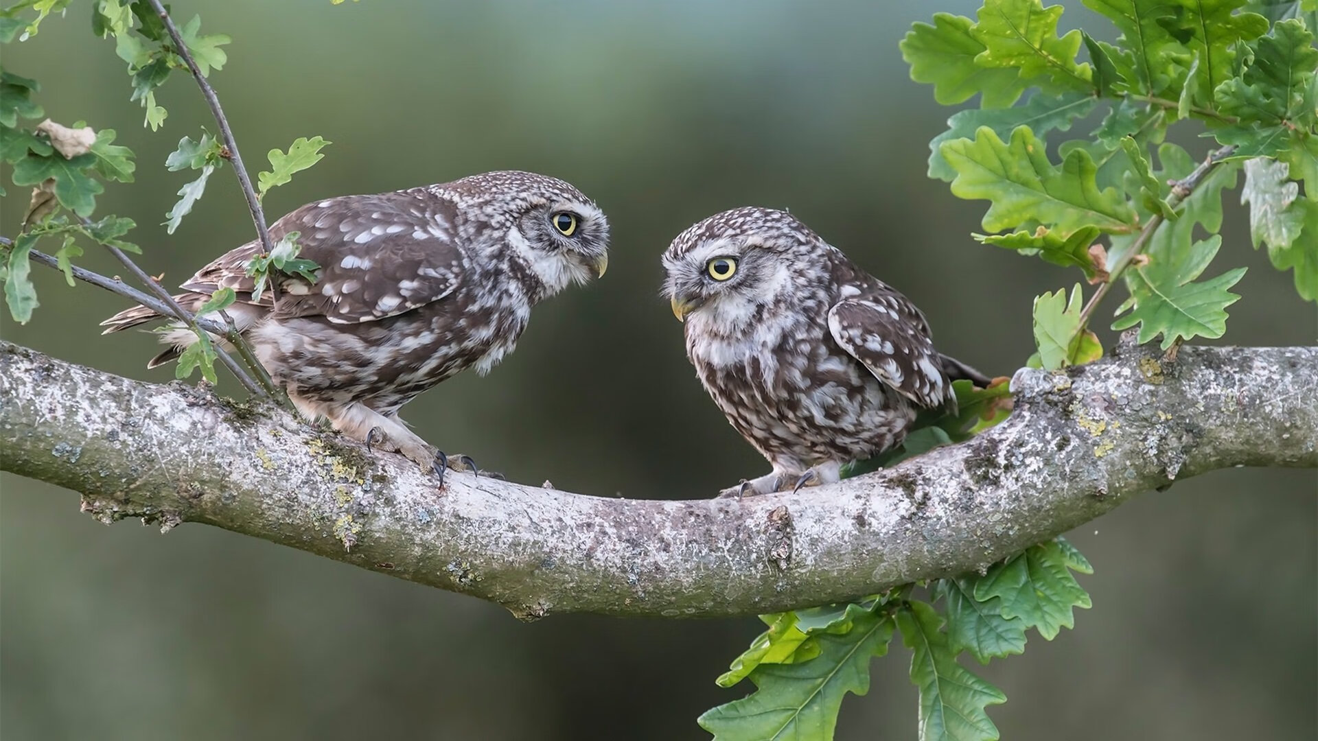 樱花风暴逆转铁血战车，羽坛喜剧人演绎高光传奇