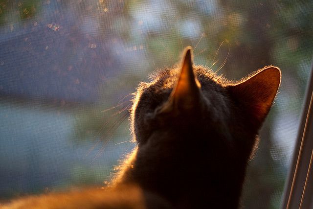 冰火交响曲，当梅德韦杰夫以戴维斯杯的炽热，浇铸年终总决赛的冰晶王座
