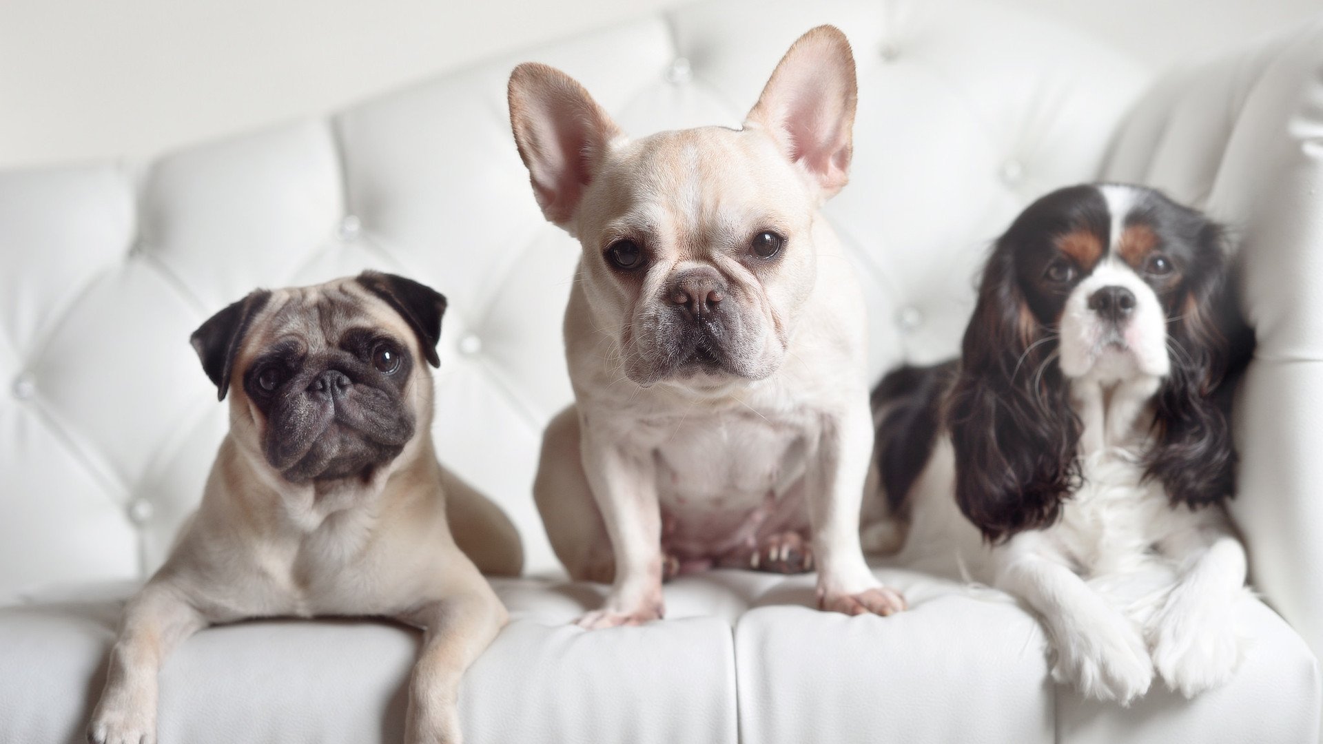 赛恩斯与未来冠军逻辑，迈凯伦如何彻底甩开雷诺