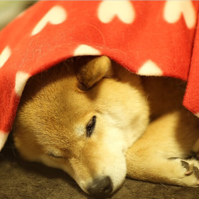 东方利剑，王皓在温布利鏖战中扛起三狮军团