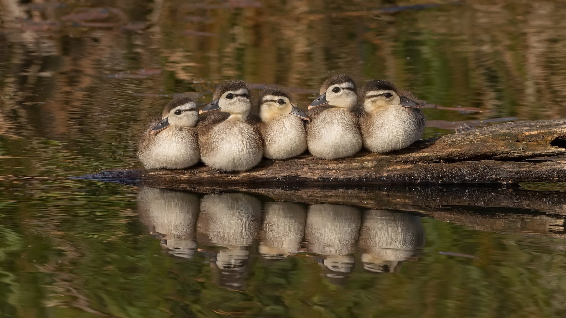 掘金力克太阳巩固西部榜首，欧文高光表现助独行侠逆袭