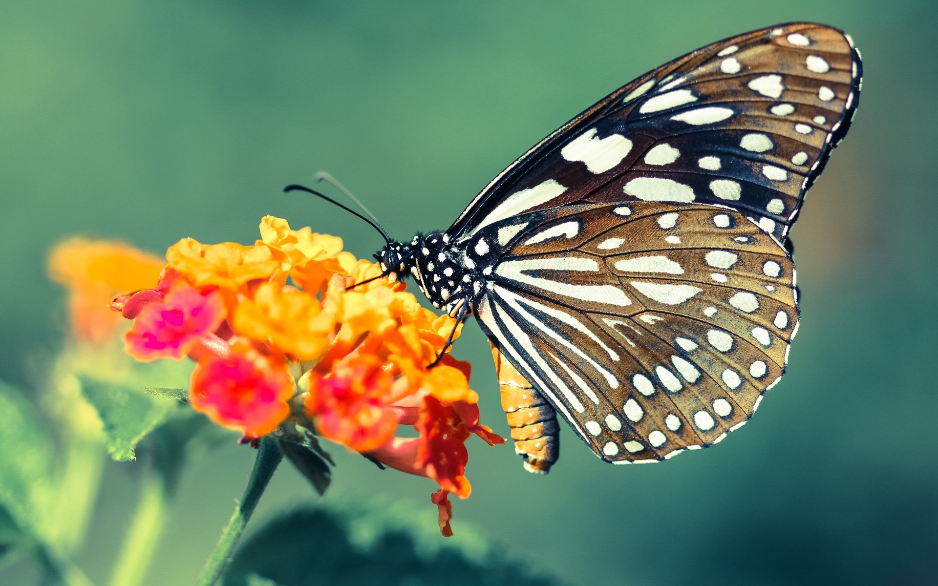 王者降临，皮克雕塑钢铁长城，一己之力改写年度焦点之战结局