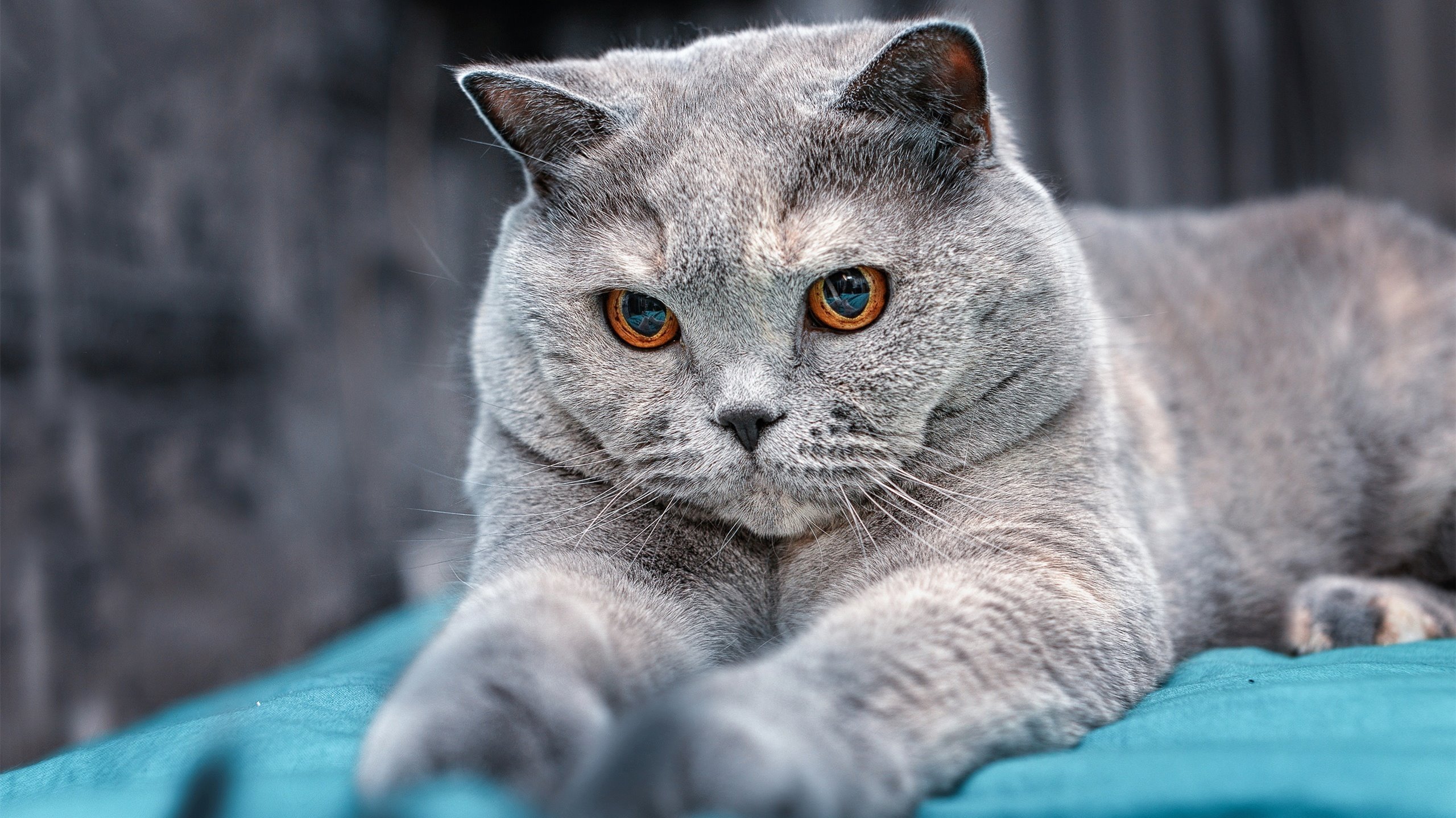 最重的不是体重，而是快船绿军的姓氏压在肩上时，利拉德选择了得分