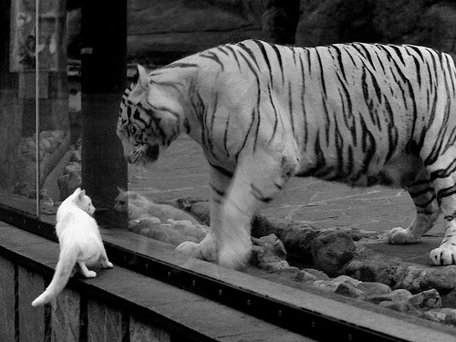 防线上的唯一法则,楚阿梅尼如何用锁死战术重塑比赛胜负定义