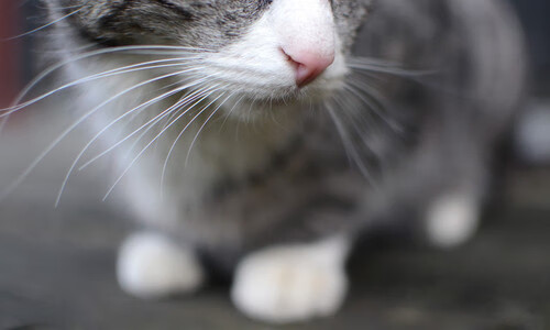 凯恩，灯塔之光穿透乌克兰风暴，丹麦书写欧国联闪电战传奇