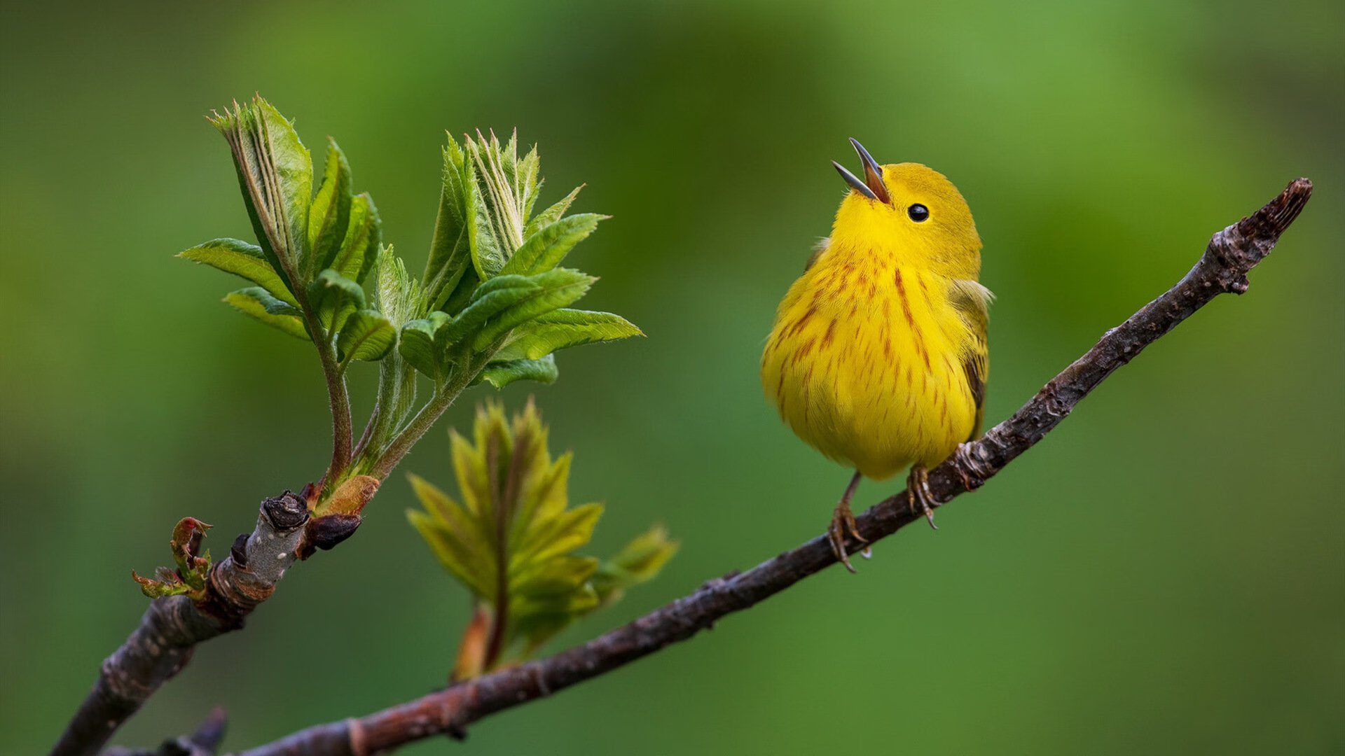 时间裂缝中的唯一性，当马赛与阿森纳的恩怨，碰碎格列兹曼的纪录之夜