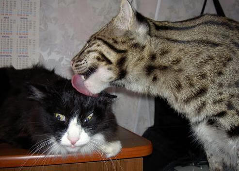 铁闸与风暴，坎特以凡人之躯阻挡摩纳哥最锋利之矛