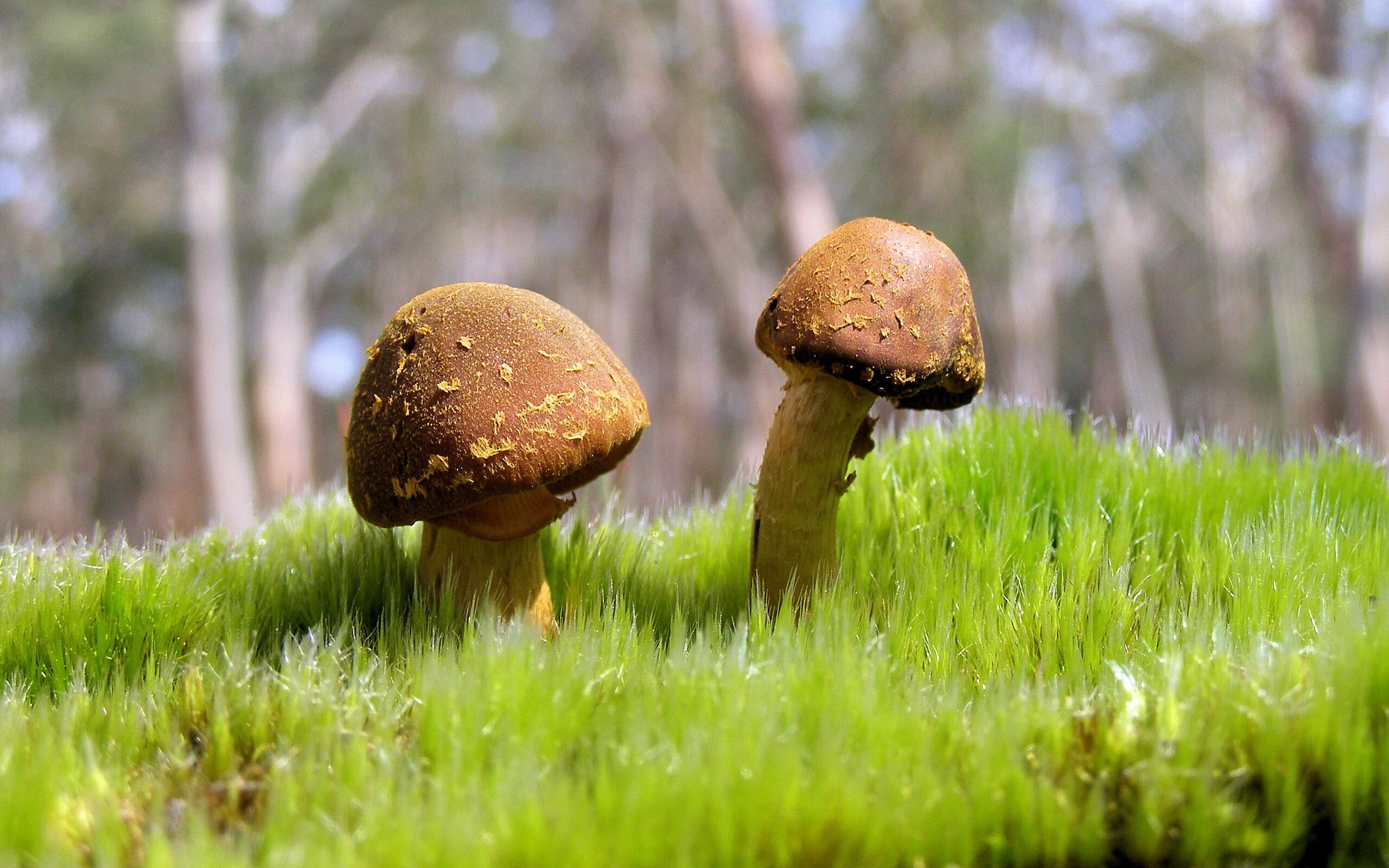 东决关键战之夜，收割者马克西连续得分，以一己之力拉开差距