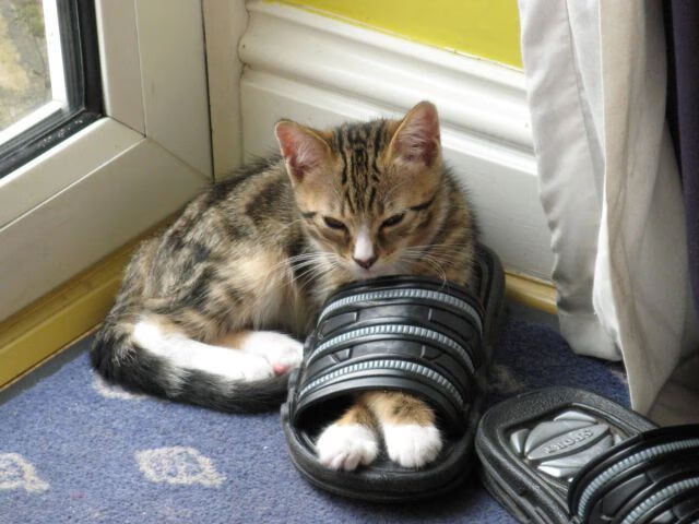 掘金孤王的棋局，当约基奇让时间在湖人面前提前凝固